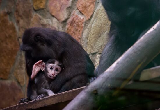 Rare black macaque is born in St. Petersburg Zoo