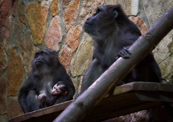 Rare black macaque is born in St. Petersburg Zoo