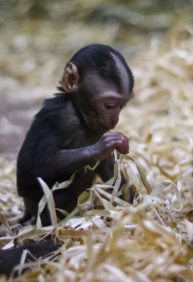 Rare black macaque is born in St. Petersburg Zoo