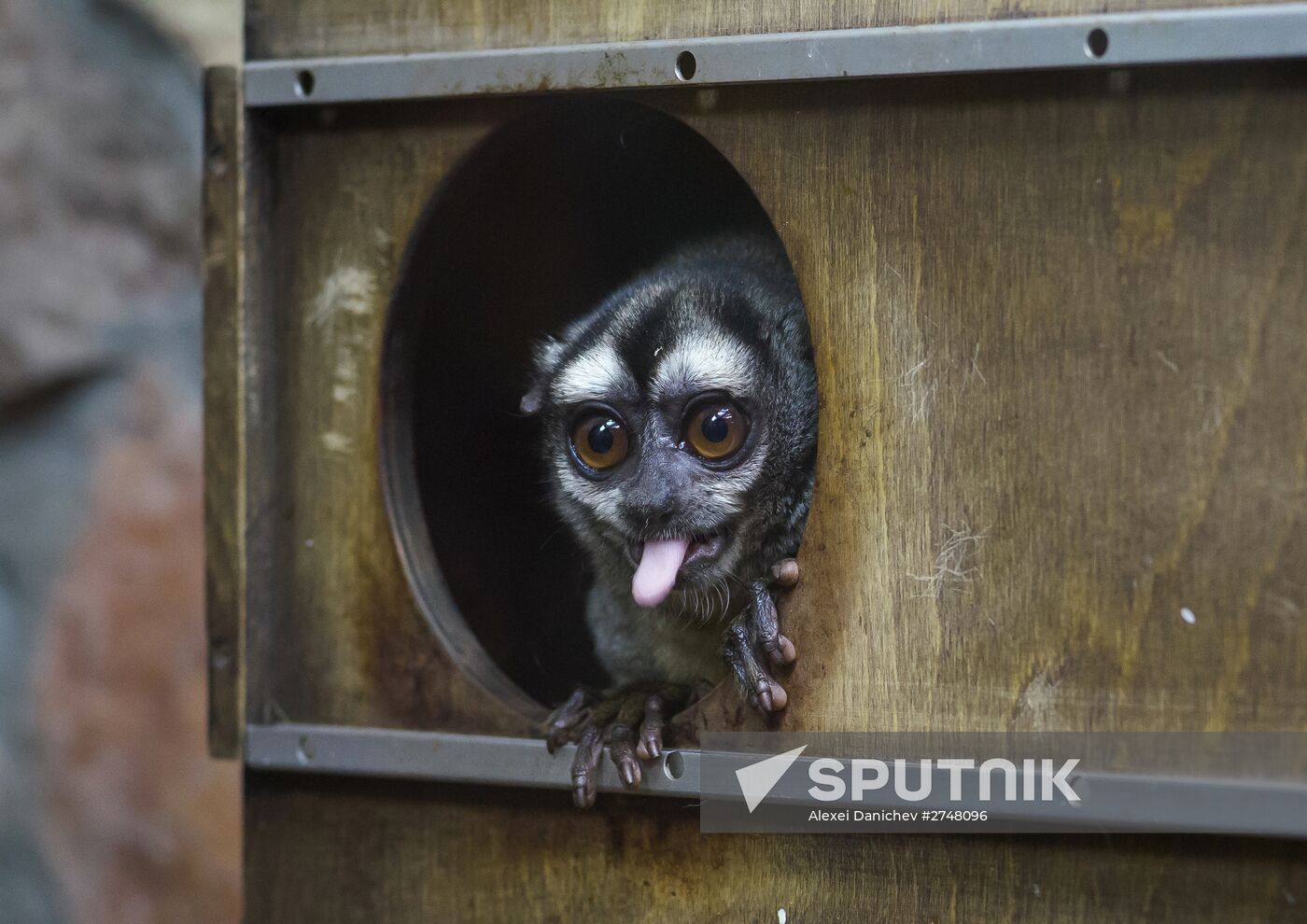 Leningrad Zoo primates