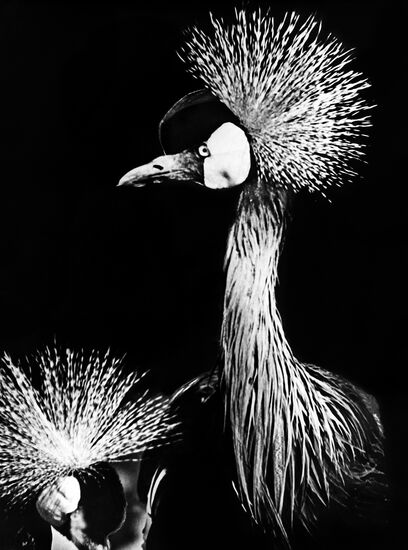 Black crowned crane