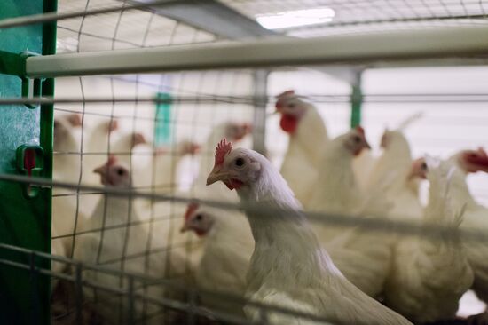 Poultry farm in Omsk Region