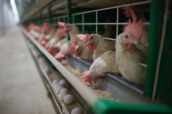 Poultry farm in Omsk Region