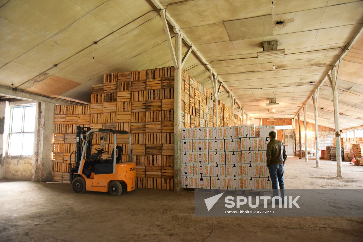Mandarin orange harvest in Abkhazia
