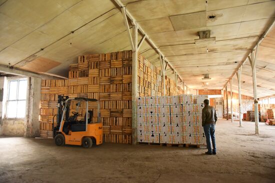 Mandarin orange harvest in Abkhazia