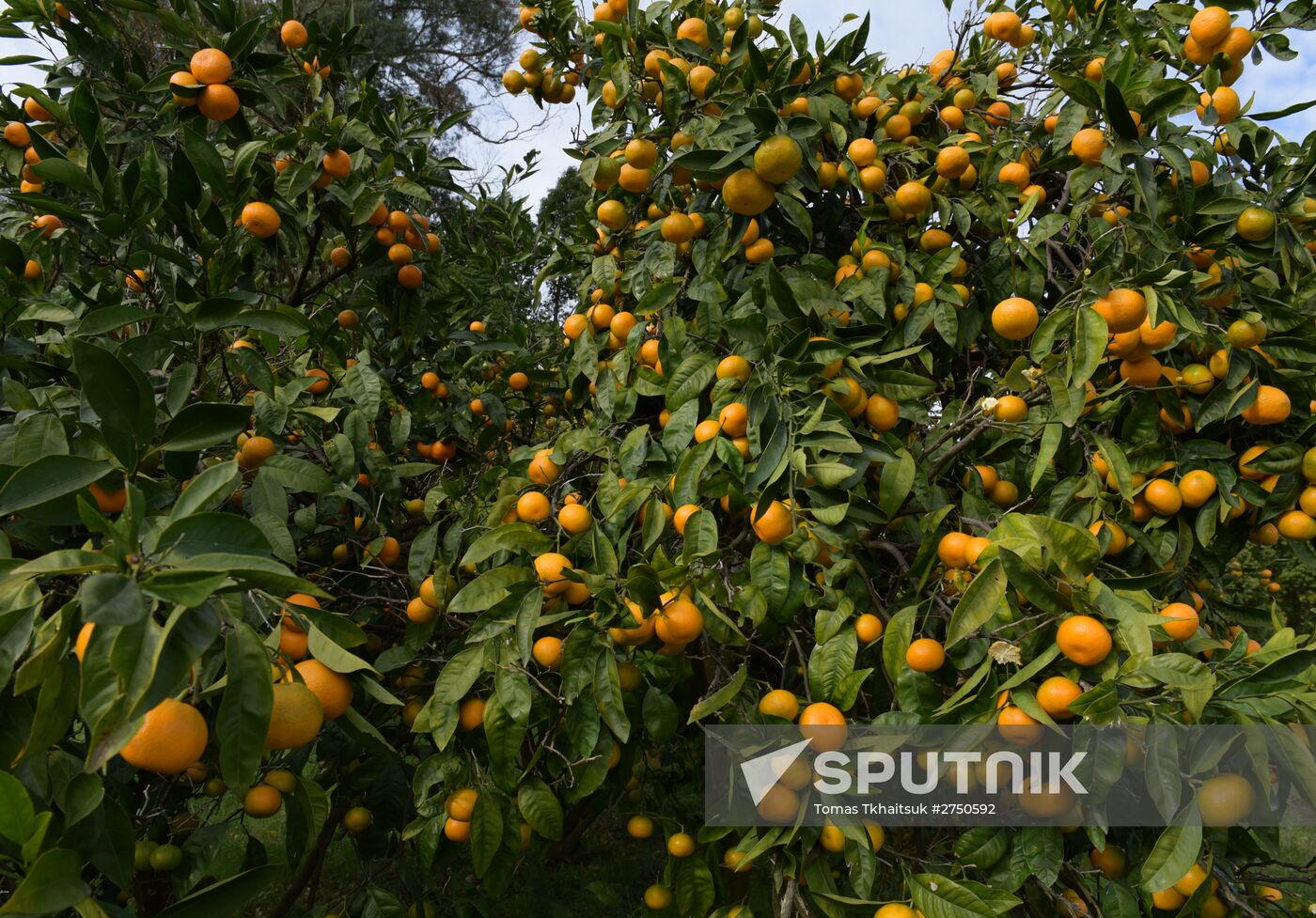 Mandarin orange harvest in Abkhazia