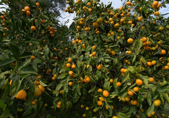 Mandarin orange harvest in Abkhazia