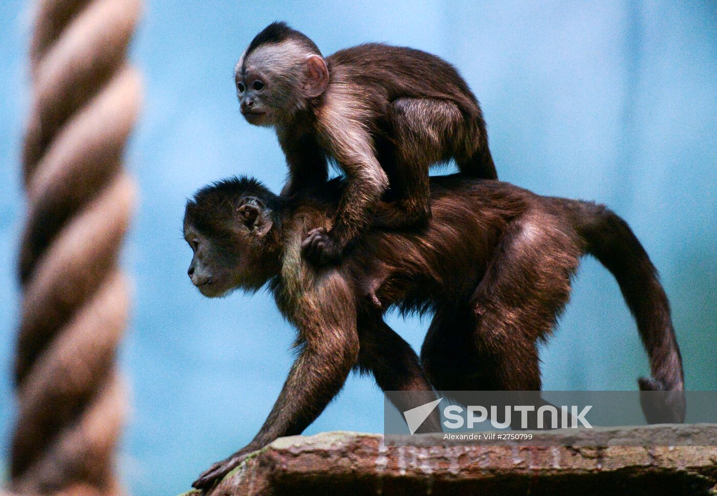 Monkeys in Moscow Zoo