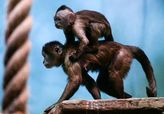 Monkeys in Moscow Zoo