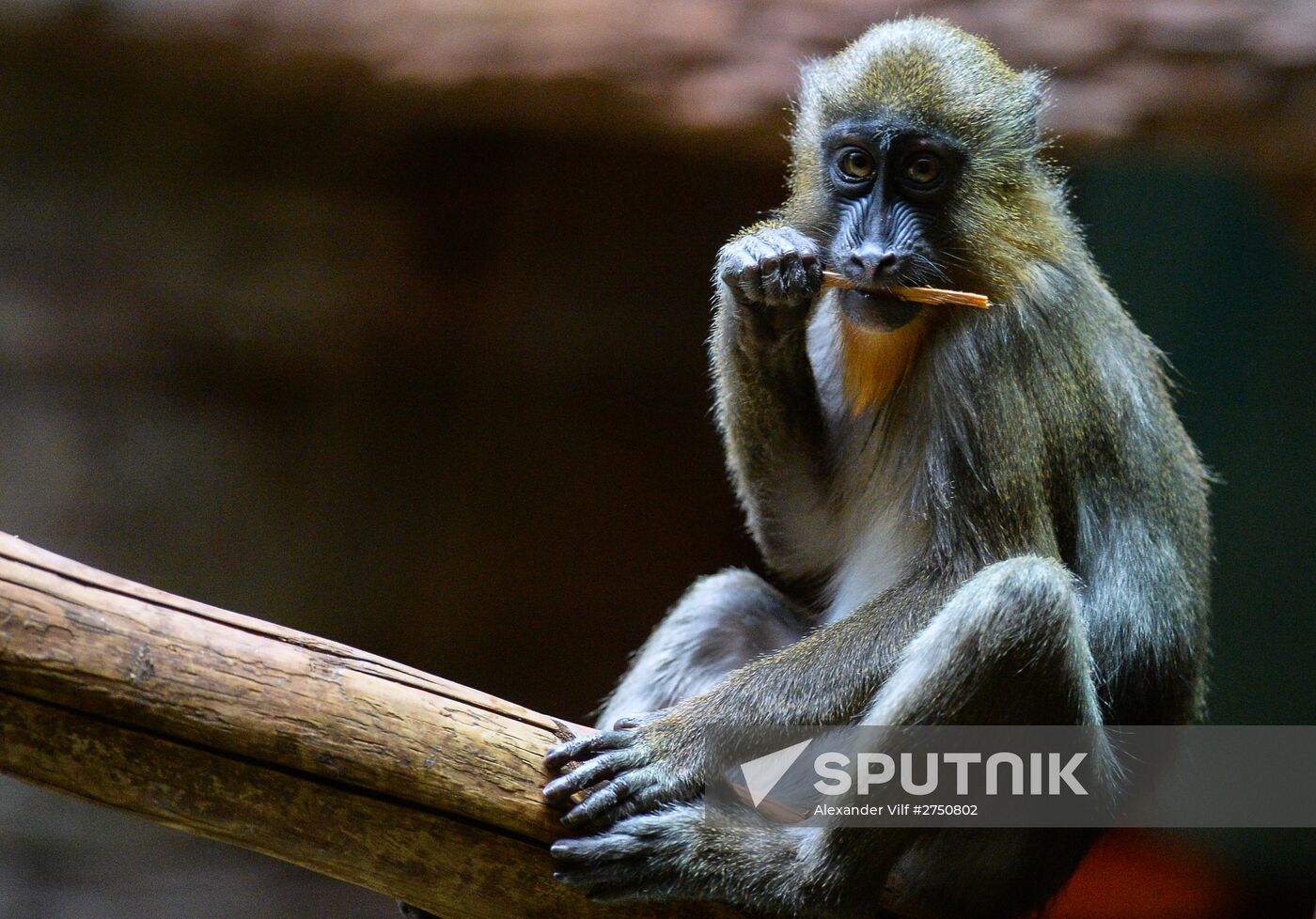 Monkeys in Moscow Zoo
