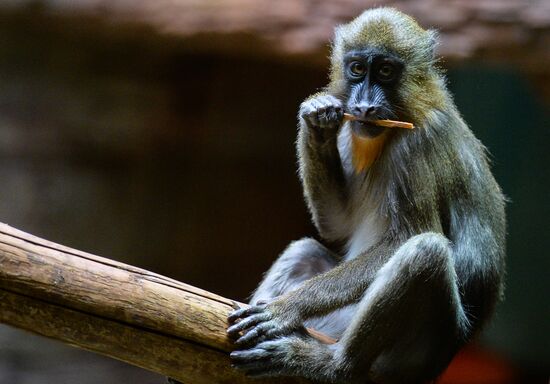 Monkeys in Moscow Zoo