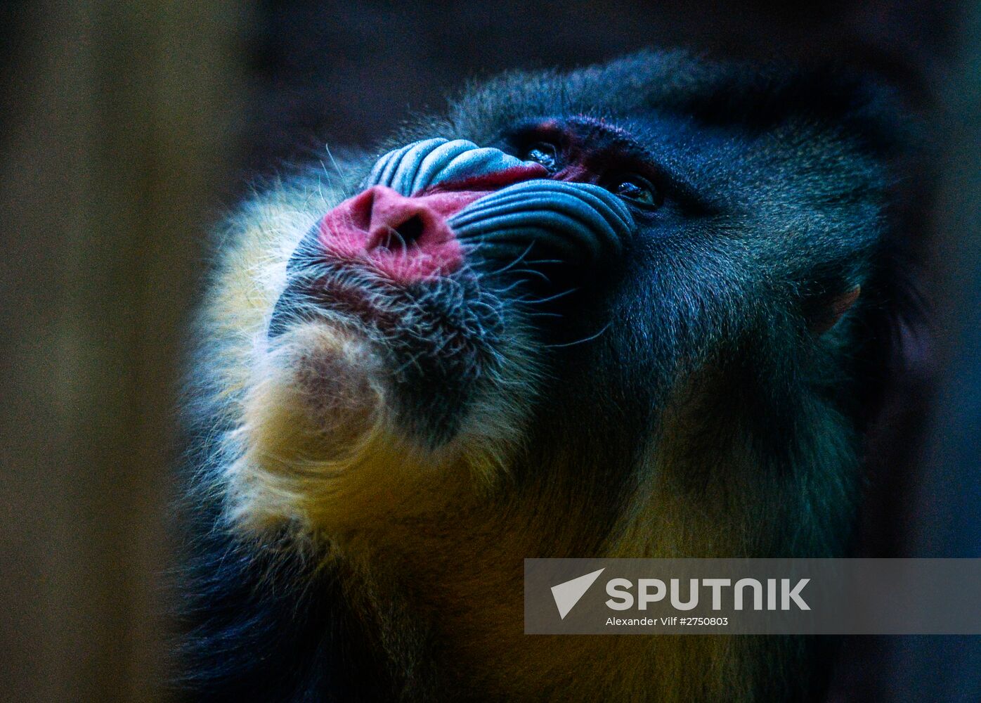 Monkeys in Moscow Zoo