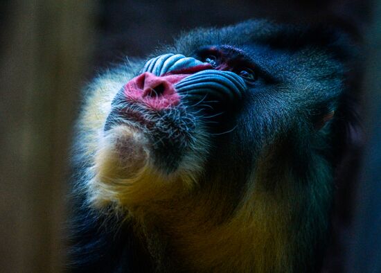 Monkeys in Moscow Zoo