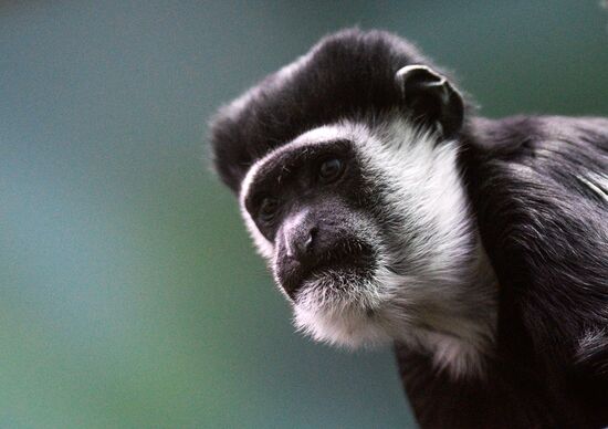 Monkeys in Moscow Zoo