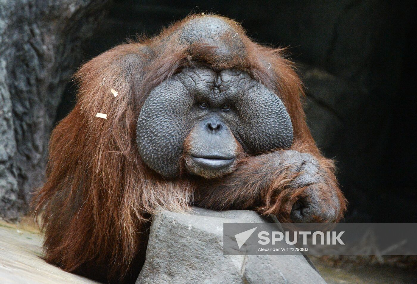 Primates in Moscow Zoo
