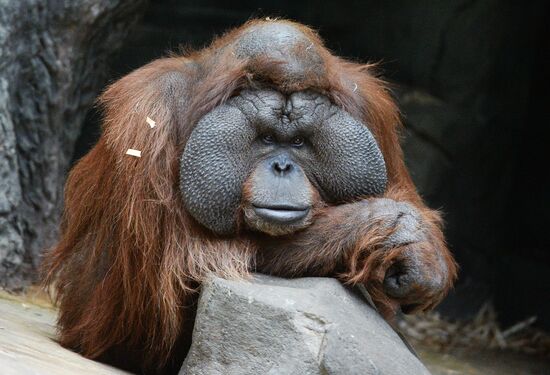 Primates in Moscow Zoo