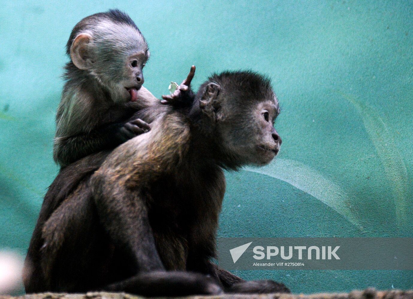 Monkeys in Moscow Zoo