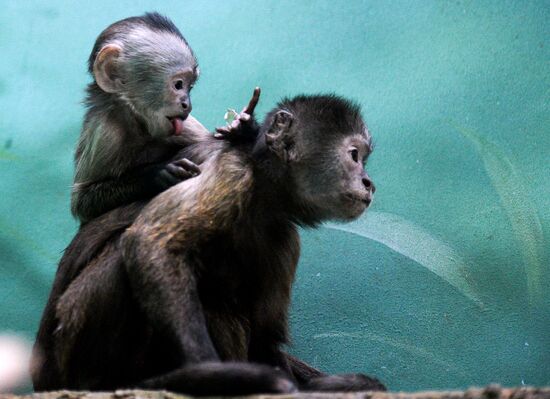 Monkeys in Moscow Zoo