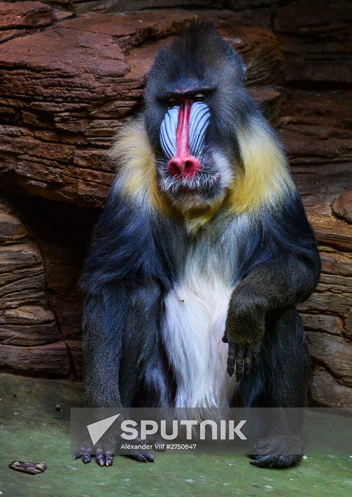 Monkeys in Moscow Zoo