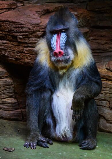 Monkeys in Moscow Zoo