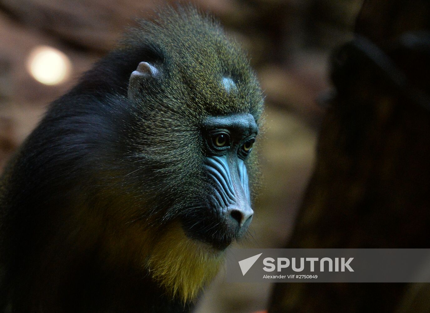 Monkeys in Moscow Zoo