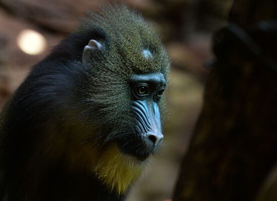 Monkeys in Moscow Zoo