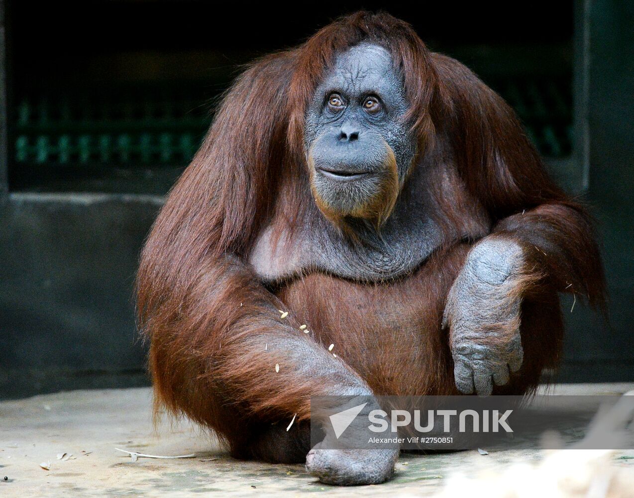Monkeys in Moscow Zoo