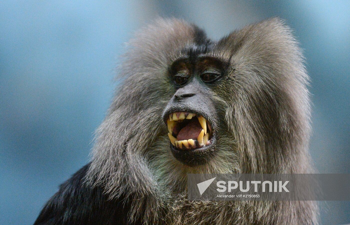 Primates in Moscow Zoo