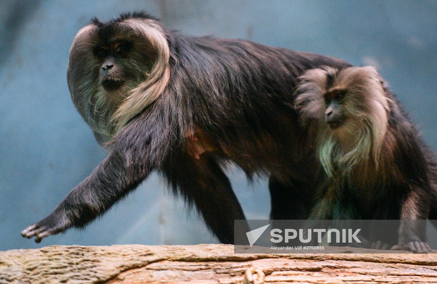 Monkeys in Moscow Zoo