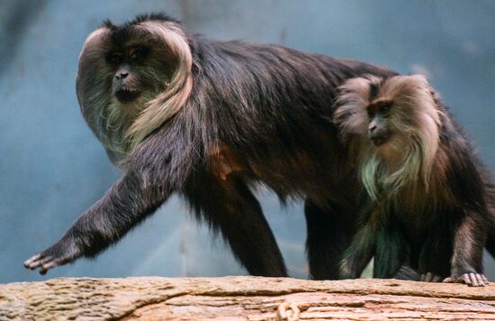 Monkeys in Moscow Zoo