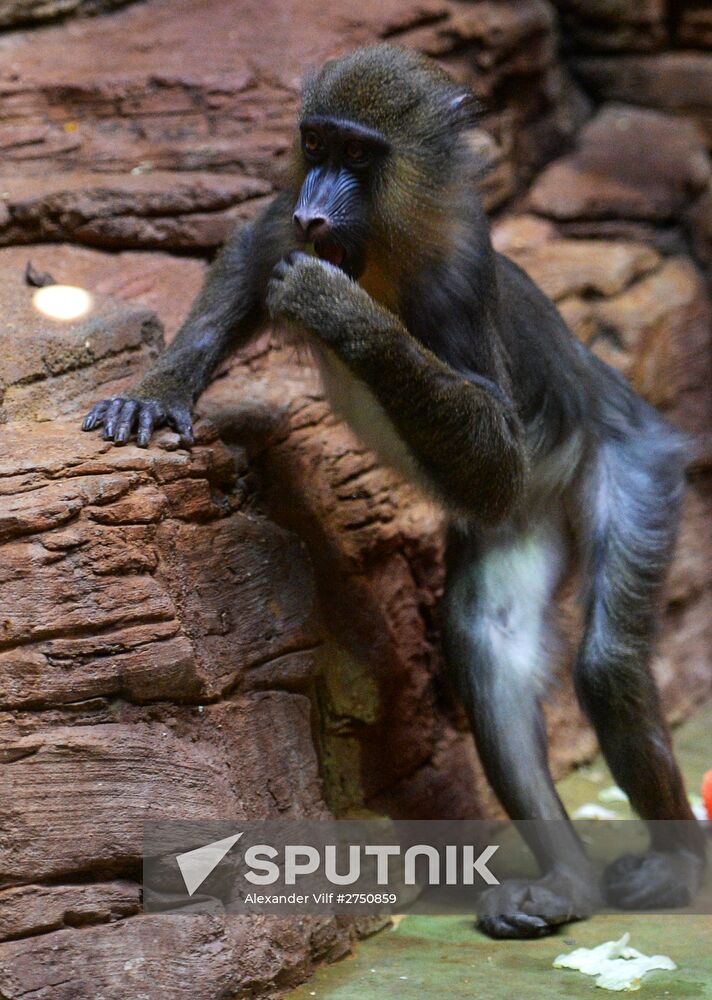 Monkeys in Moscow Zoo