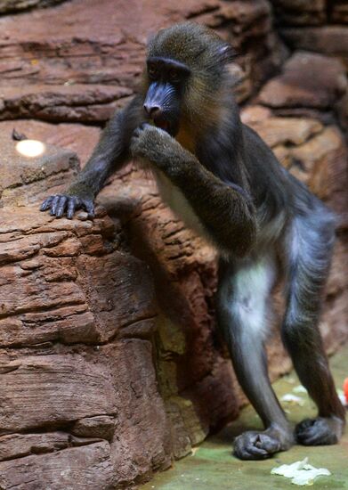 Monkeys in Moscow Zoo