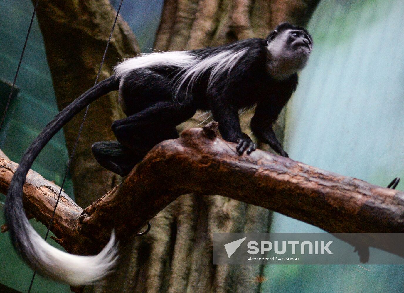 Monkeys in Moscow Zoo