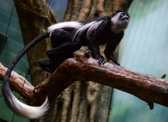 Monkeys in Moscow Zoo