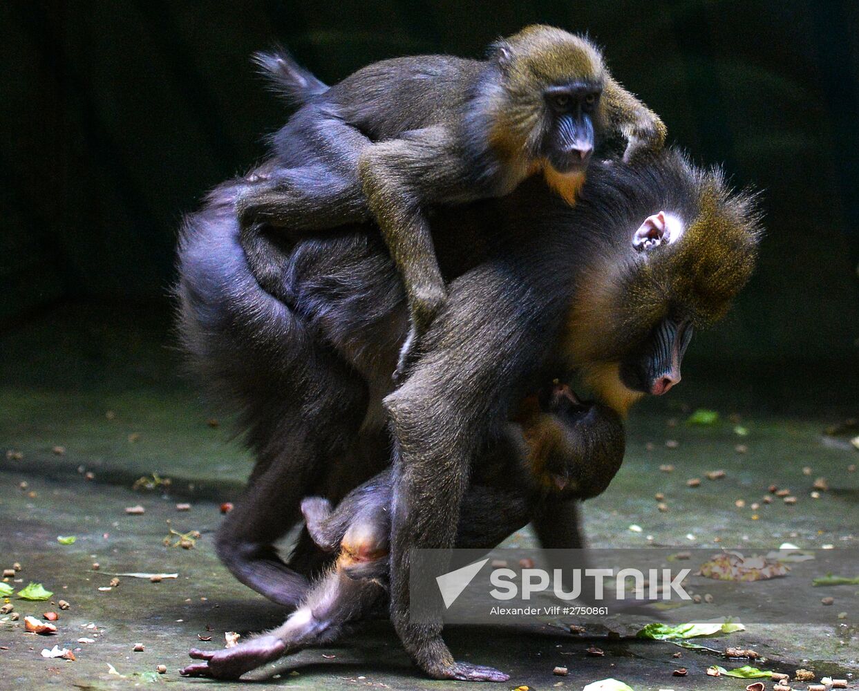 Monkeys in Moscow Zoo