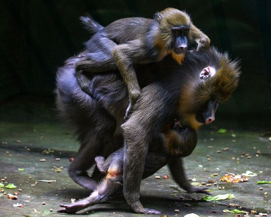 Monkeys in Moscow Zoo