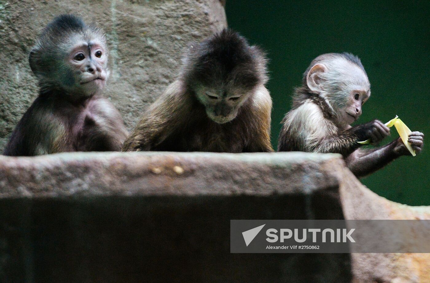 Monkeys in Moscow Zoo