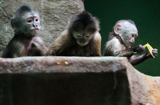 Monkeys in Moscow Zoo