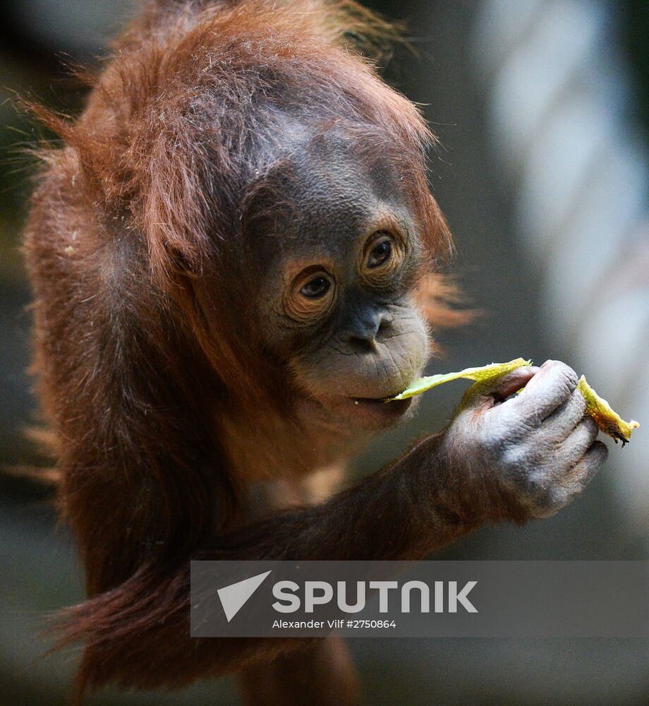Primates in Moscow Zoo