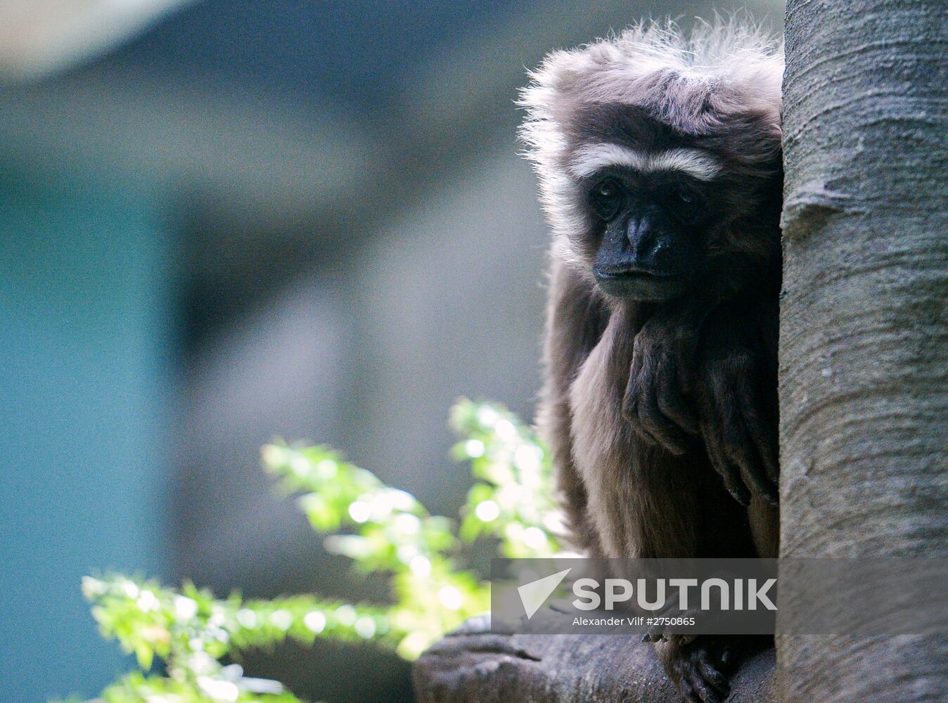 Primates in Moscow Zoo