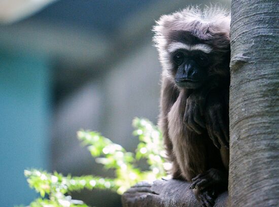 Primates in Moscow Zoo