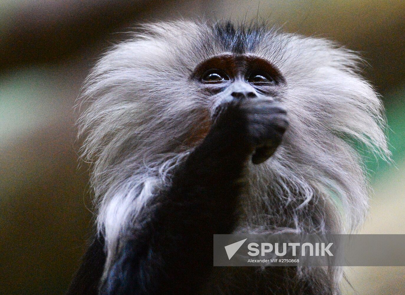 Primates in Moscow Zoo