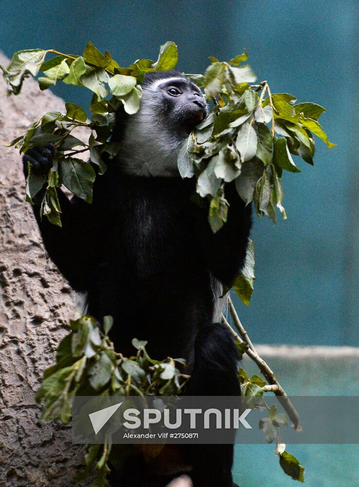 Primates in Moscow Zoo