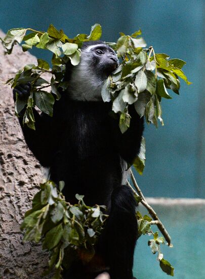 Primates in Moscow Zoo