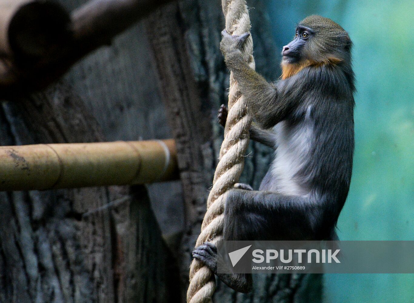 Monkeys in Moscow Zoo