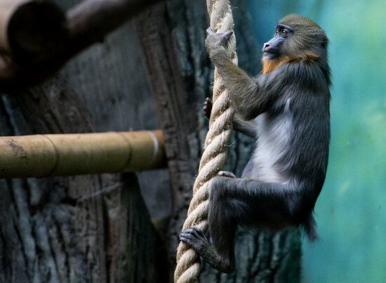 Monkeys in Moscow Zoo