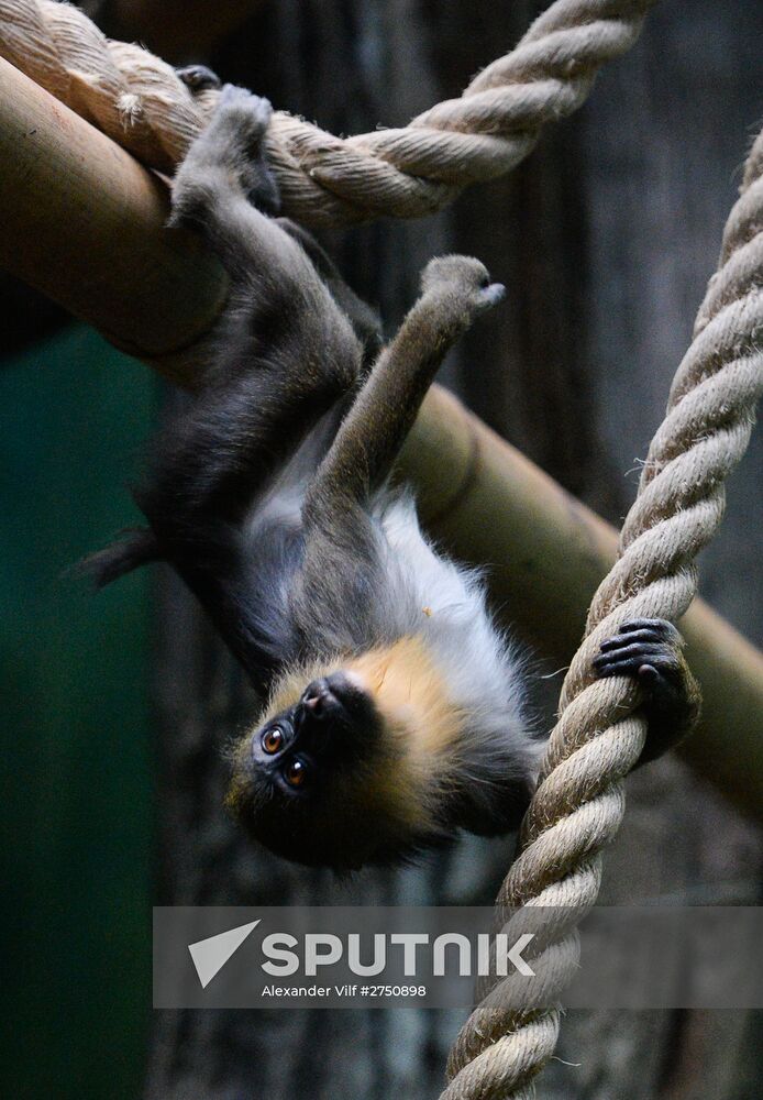 Monkeys in Moscow Zoo