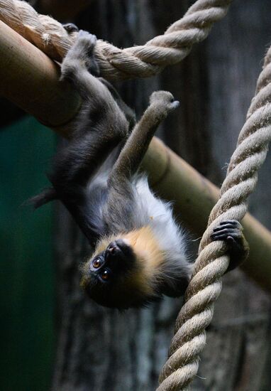 Monkeys in Moscow Zoo