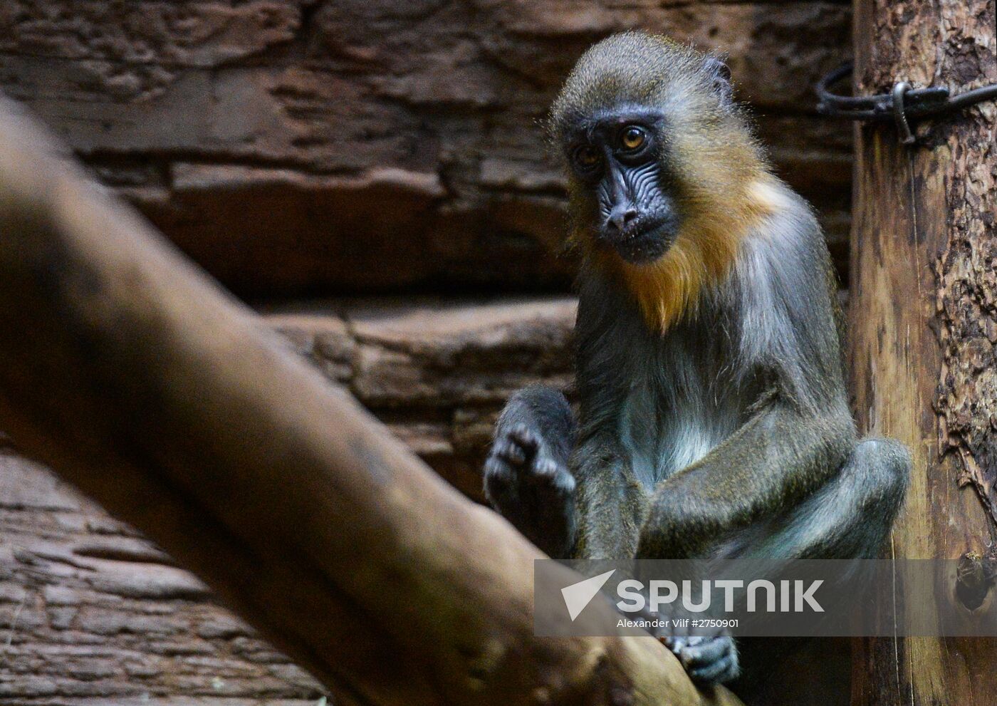 Monkeys in Moscow Zoo