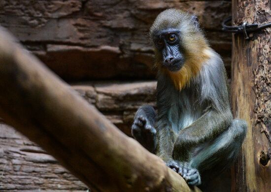 Monkeys in Moscow Zoo